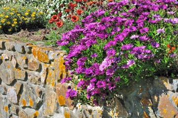 Marguerites mauves dur un mur en granit. Trégor