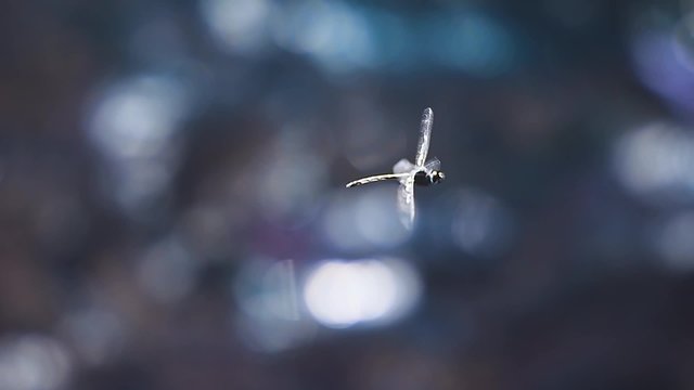 Shallow depth of field video with darter dragonfly flying
