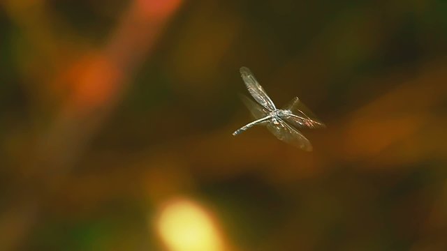 Motion of dragonfly flying in wildlife. Fauna of tropical forests 