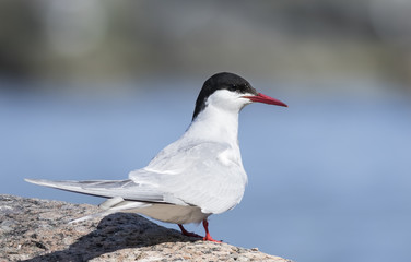 Arctic Tern