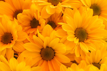 yellow flowers pattern