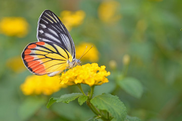 butterfly flowers