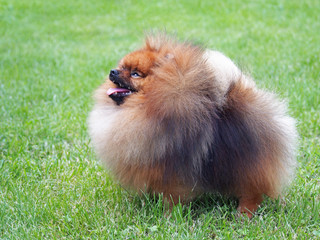 Pomeranian, Dwarf Spitz on a natural green background 

