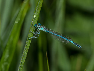 Dragonfly on the leaf