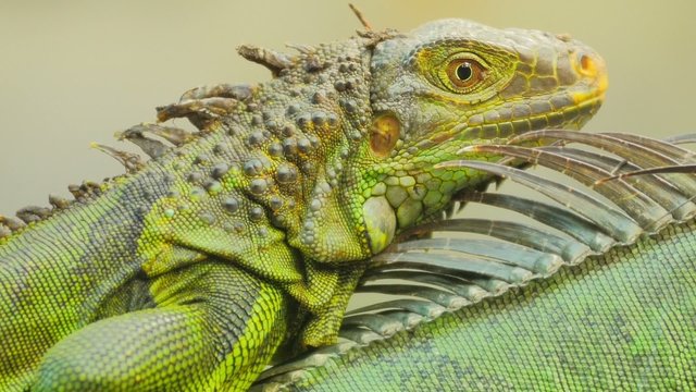 Detailed close up video of iguana head