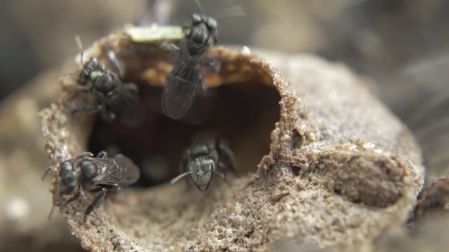 Australian native bees Tetragonula macro video 