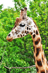 Portrait of a giraffe