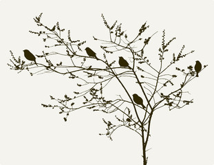 birds on the spring tree