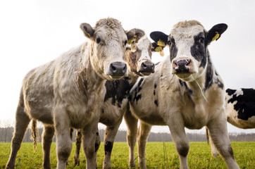 Obraz premium Beef Cattle On A Field