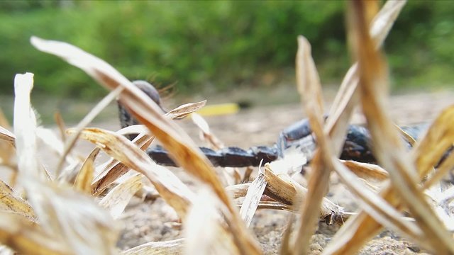 Deadly venomous and toxic scorpion running on grass. Macro HD video footage 