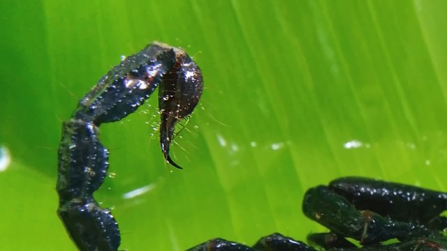 Close up view of Scorpion's stinger in tropical rain forest. HD video zoom out footage