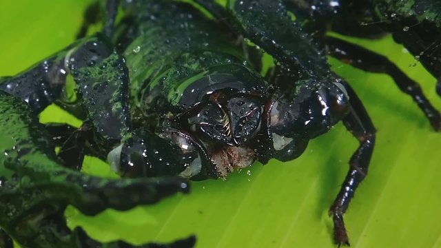 Creepy and scary black scorpion with deadly stinger and big claws. HD video