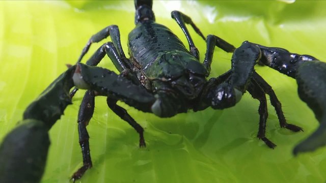 Big black scorpion close up HD video. Toxic animal in Asian jungle forest 