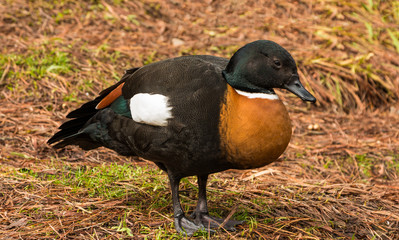 Australian Shelduck