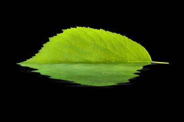 Leaf reflecting in water