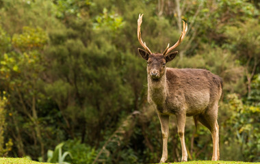 Brown Deer