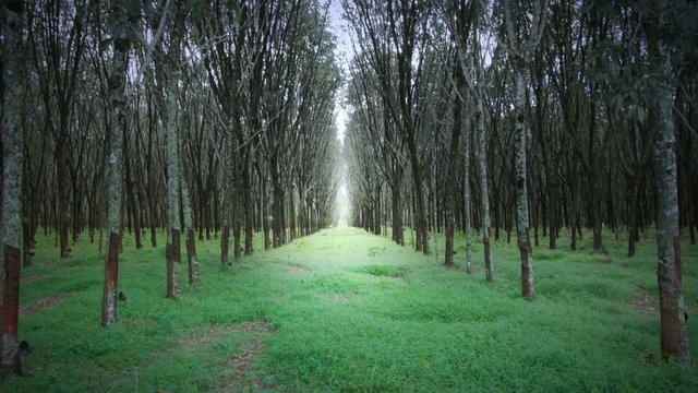 Rows of hevea trees in latex rubber production farm in Thailand. Dramatic landscape with sun light in the end of natural tunnel