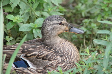 CANARD