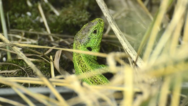 M&auml;nnliche Zauneidechse,Lacerta agilis im Balzkleid