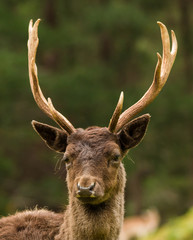 Fallow Deer