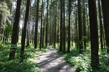 im Wald