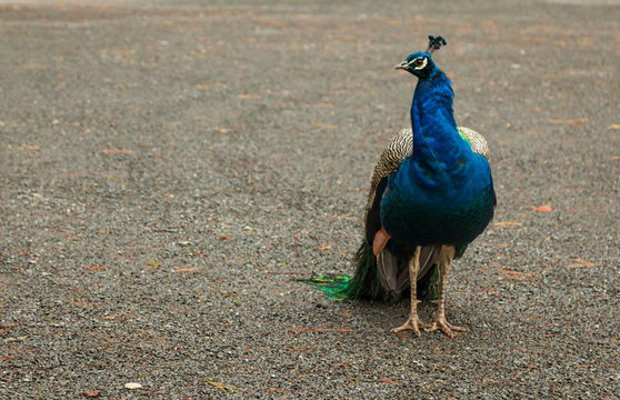 Fototapeta Peacock