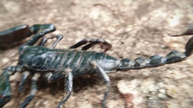 Giant forest scorpion running in wild nature. Heterometrus Scaber close up HD video footage