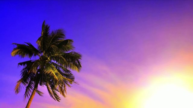Palm tree at sunset. Tropical beach landscape with vivid sky, hot sun light