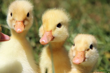 three ducks on green grass