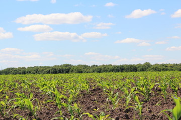 green field planted with corn in the summer