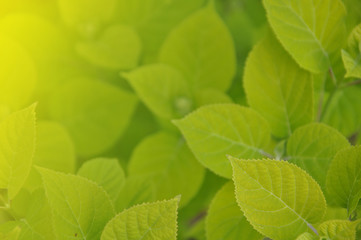 the leaves on a branch1