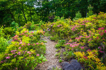 Obraz premium Mountain laurel along a trail in Shenandoah National Park, Virgi
