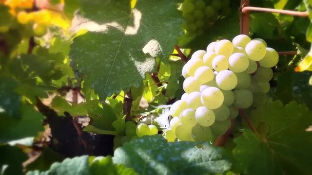 Wine grape branch in vineyard in Burma at sunny day. Sauvignon Blanc winery grow