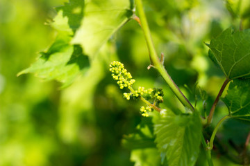 spring sunny day, a bunch of young grapes