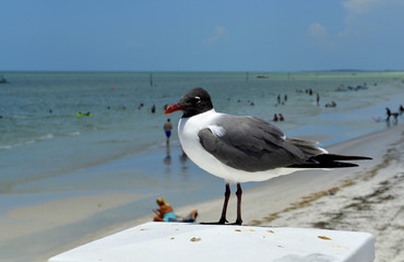 Gull-billed Tern