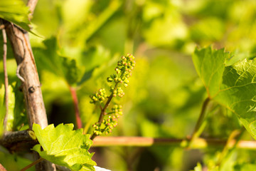 spring sunny day, a bunch of young grapes