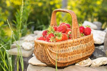 Fototapeta na wymiar spring sunny day, fresh strawberries in a wicker basket