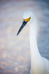 Egret with no Regrets 