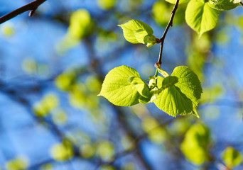 Green leaves background