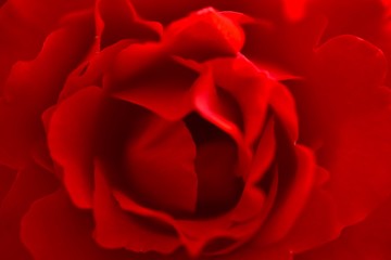 rote Rose