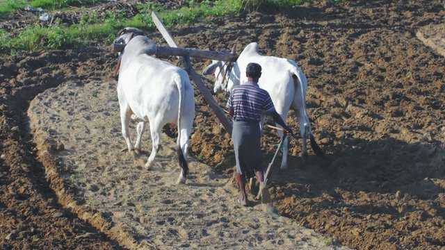 Middle-aged burmese farmer plows farm land using cows power