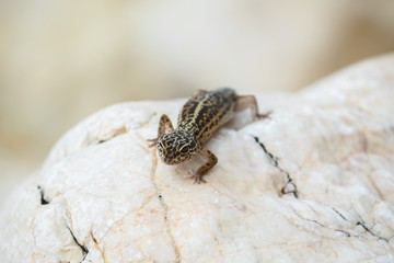 Gecko lizard on rocks 