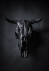 Black bulls skull