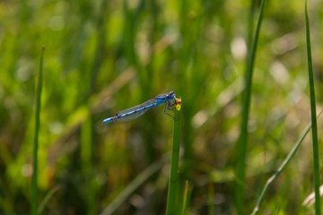 Blaue Libelle 