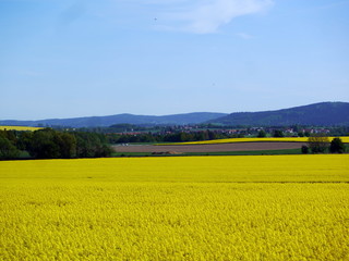 Gelb-blühendes Rapsfeld im oberlausitzer Bergland Nr. 2