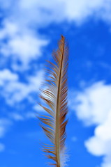 куриное перо на фоне неба, Chikken feather in sky  