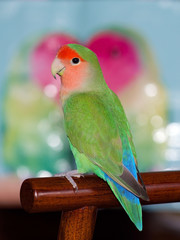 Naklejka premium Peach-faced Lovebird - Agapornis roseicollis