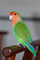 Peach-faced Lovebird - Agapornis roseicollis