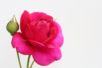 Obraz premium 赤いバラ ザ・ダークレディ