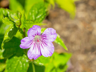 Geranium nodosum (Cranesbill Geranium) in bloom
